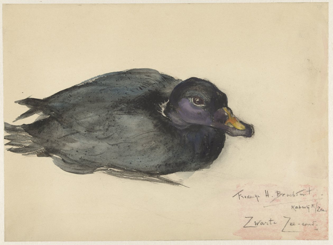 Mułka czarna autorstwa Frederika Henriëtte Broeksmit