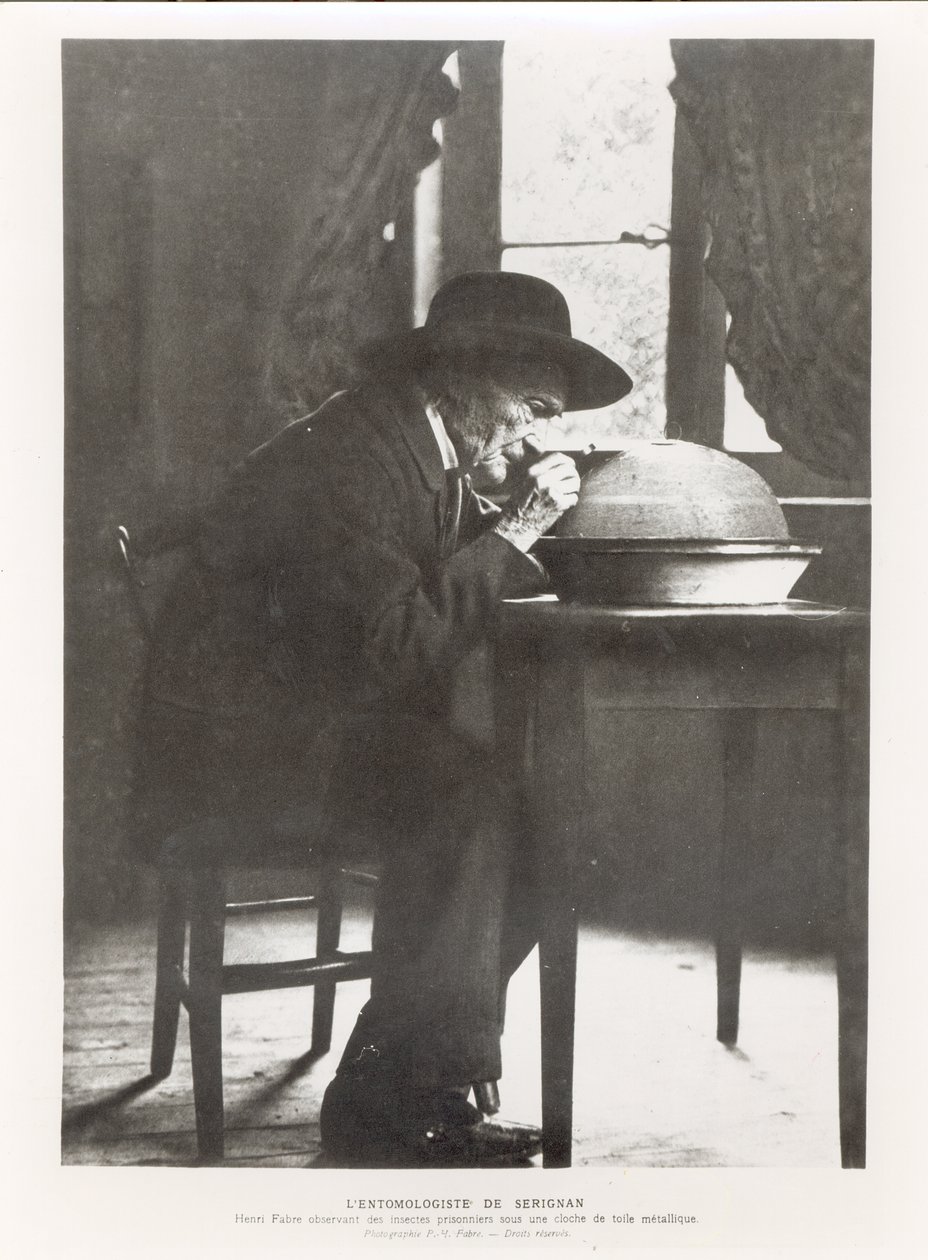 Jean-Henri Fabre (1823-1915) obserwujący owady, z Souvenirs Entomologiques, opublikowany w 1924 autorstwa French Photographer