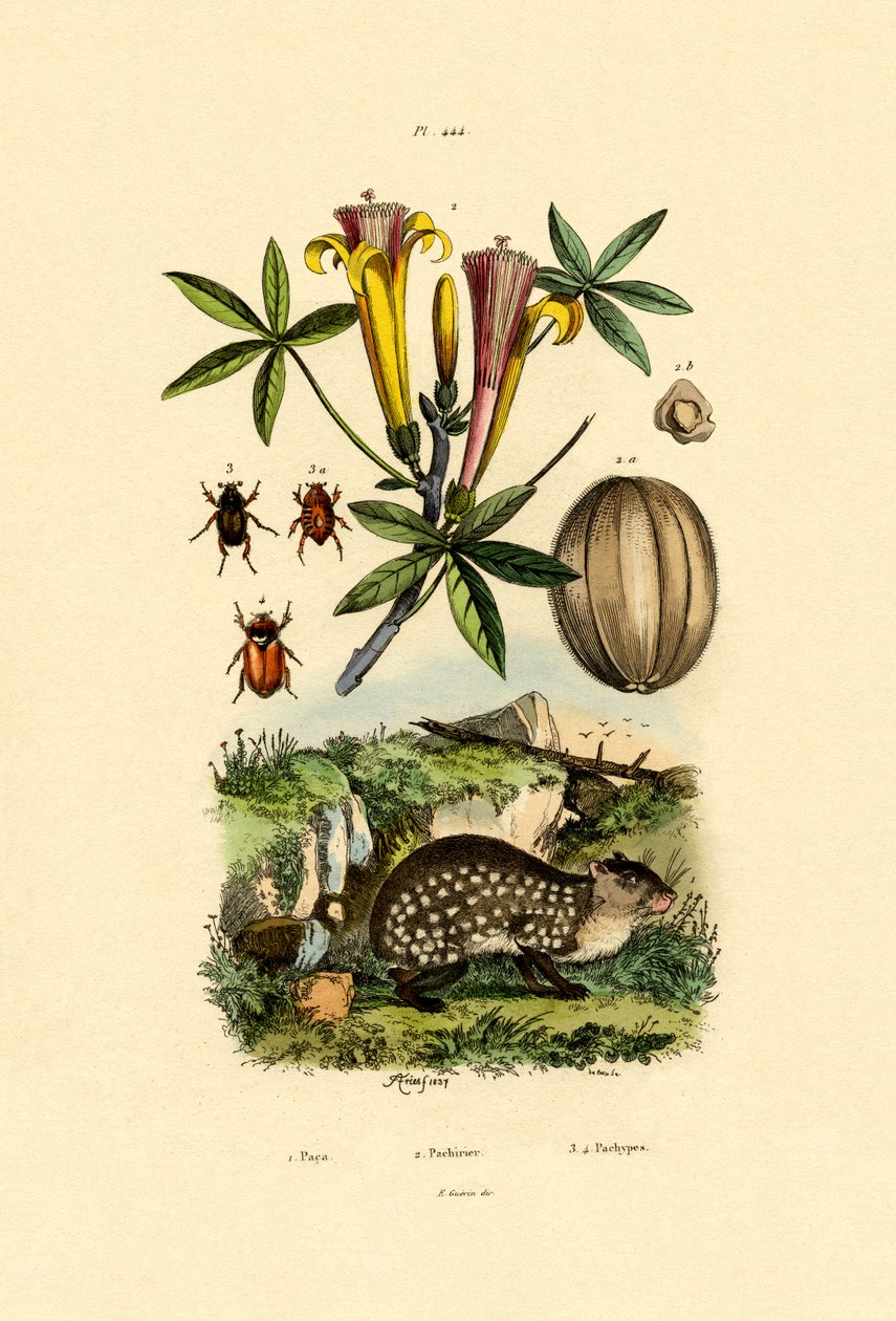 Aguti, 1833-39 autorstwa French School