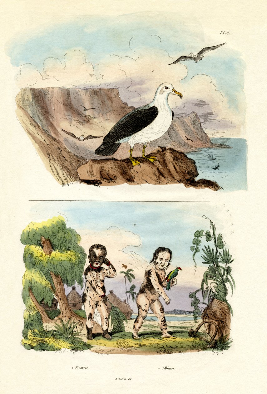 Albatros, 1833-39 autorstwa French School