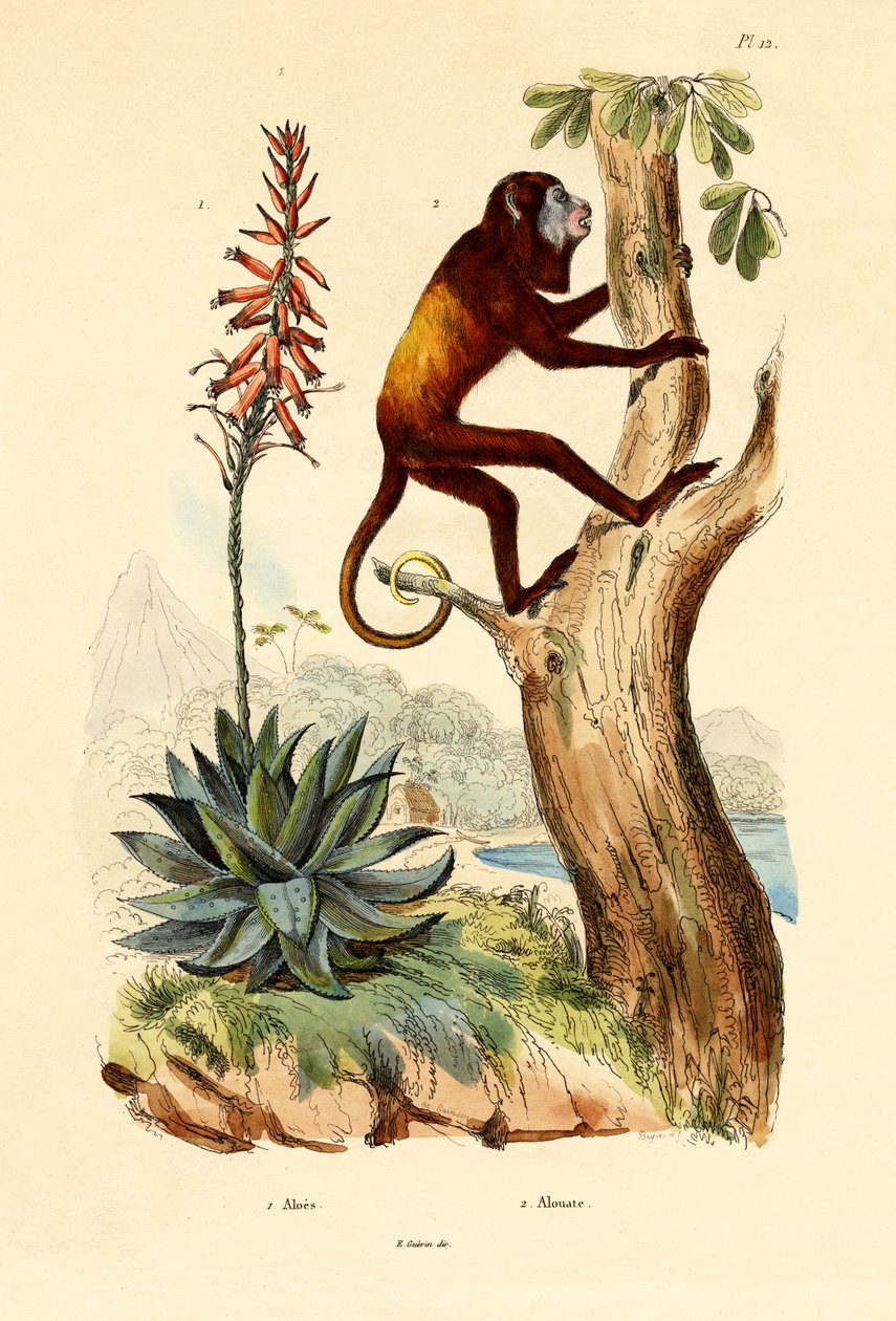 Aloes, 1833-39 autorstwa French School
