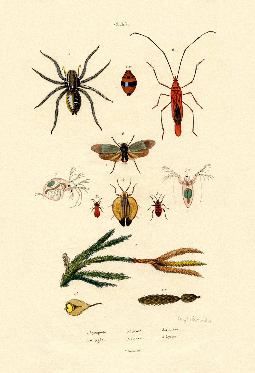 Mech alpejski, 1833-39 autorstwa French School