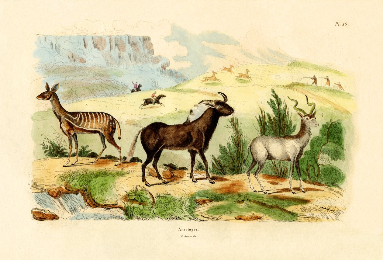 Antylopy, 1833-39 autorstwa French School