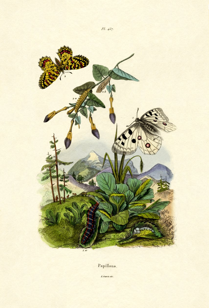Motyl Apolla, 1833-39 autorstwa French School