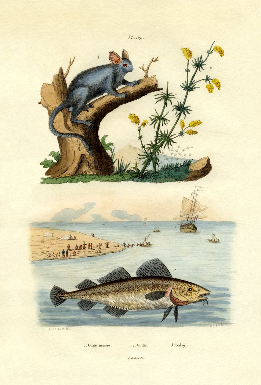 Dorsz atlantycki, 1833-39 autorstwa French School