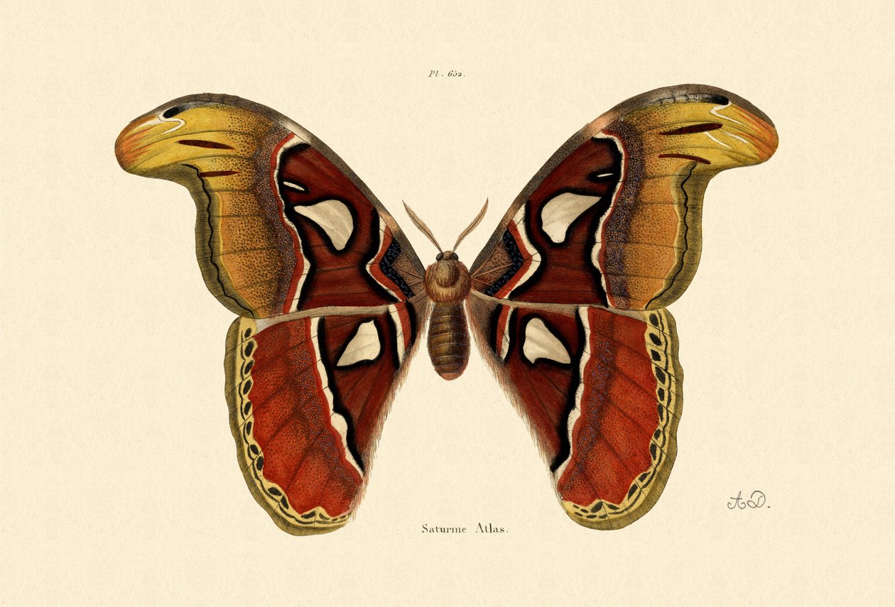 Atlas Ćma, 1833-39 autorstwa French School