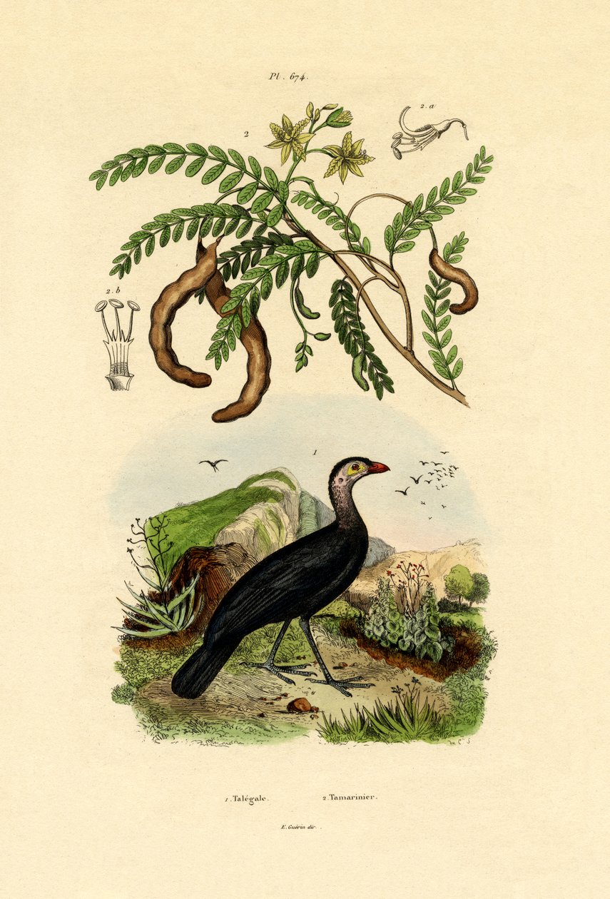 Australijski Bush Turcja, 1833-39 autorstwa French School