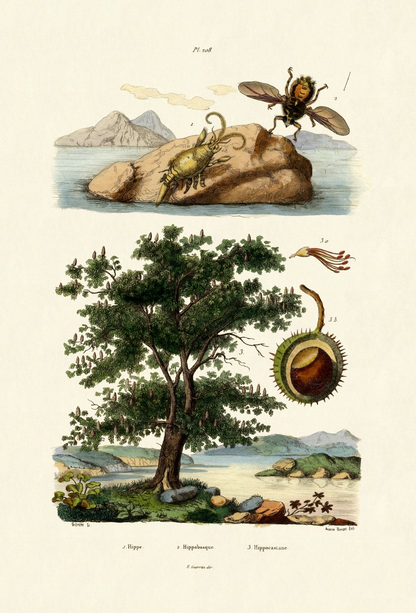 Przynęta Bug, 1833-39 autorstwa French School