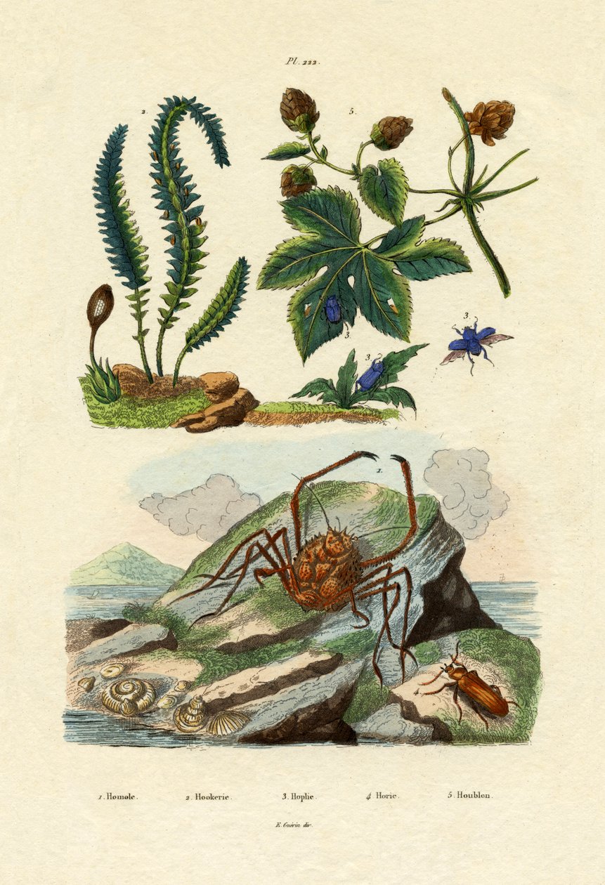 Berberys, 1833-39 autorstwa French School