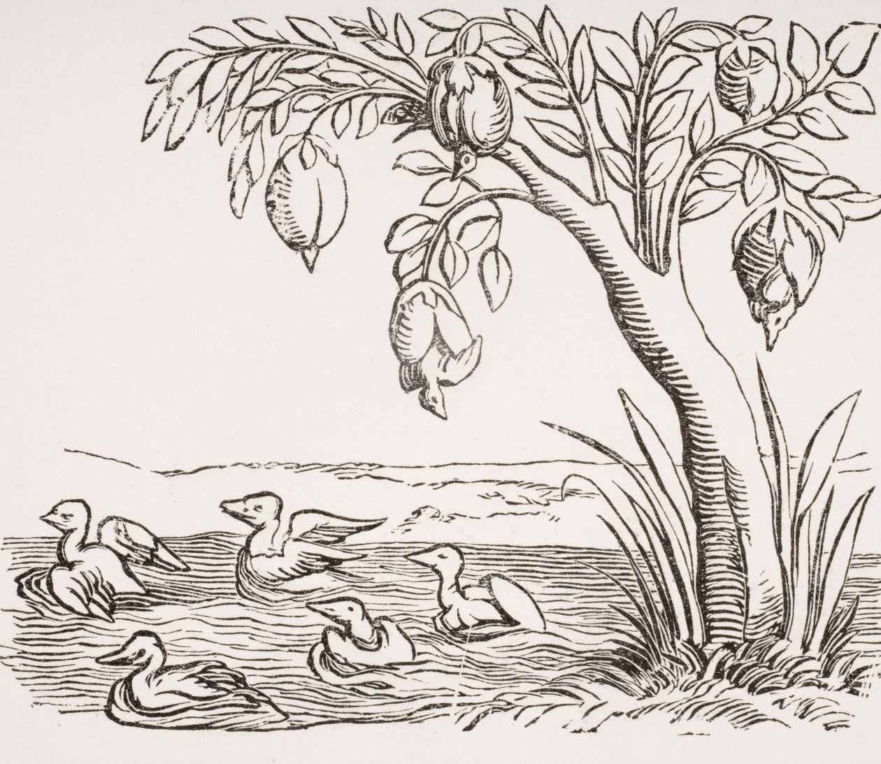 Barnacle Geese, według drzeworytu w „Cosmographie Universelle”, 1552, z „Le Moyen Age et La Renaissance” Paula Lacroix (1806-84) opublikowanej w 1847 roku autorstwa French School