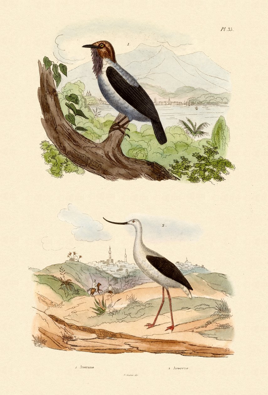 Brodaty Bellbird, 1833-39 autorstwa French School
