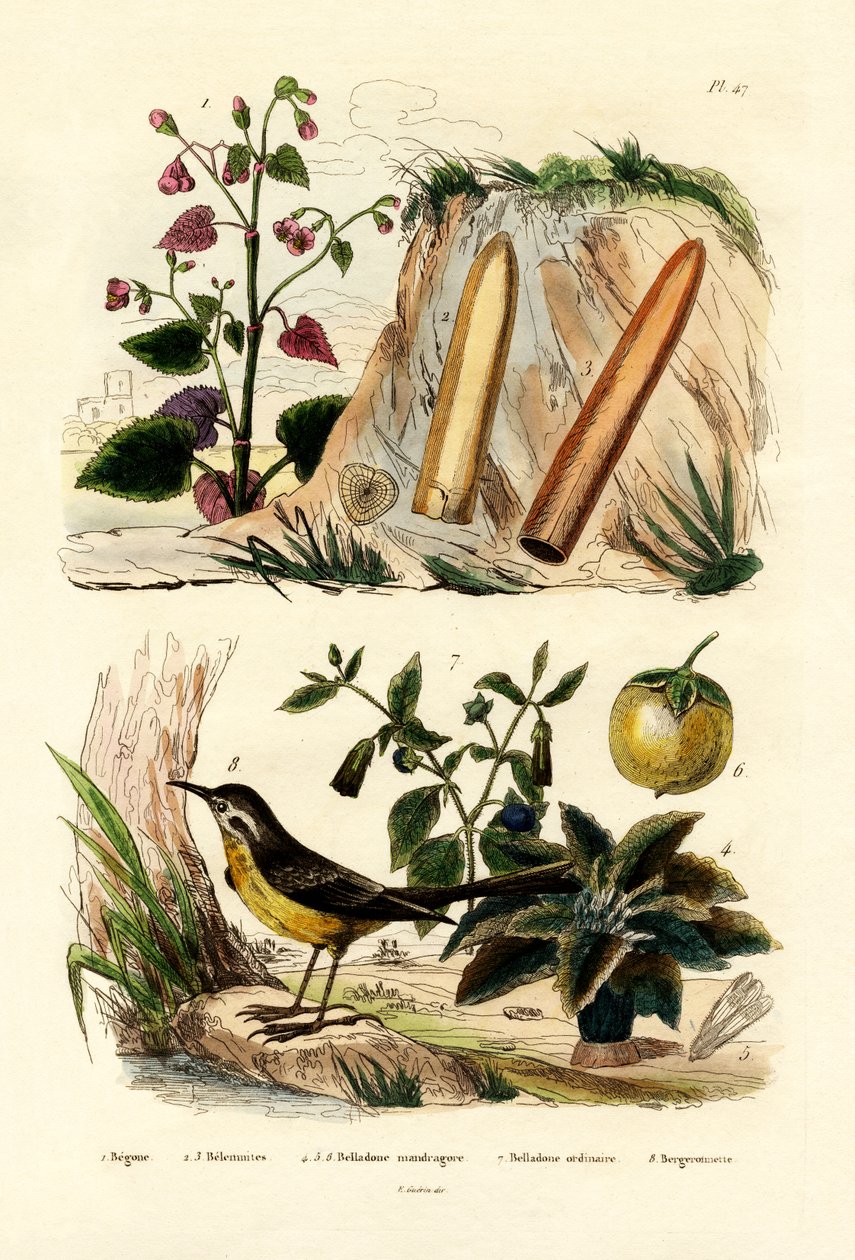Begonia, 1833-39 autorstwa French School