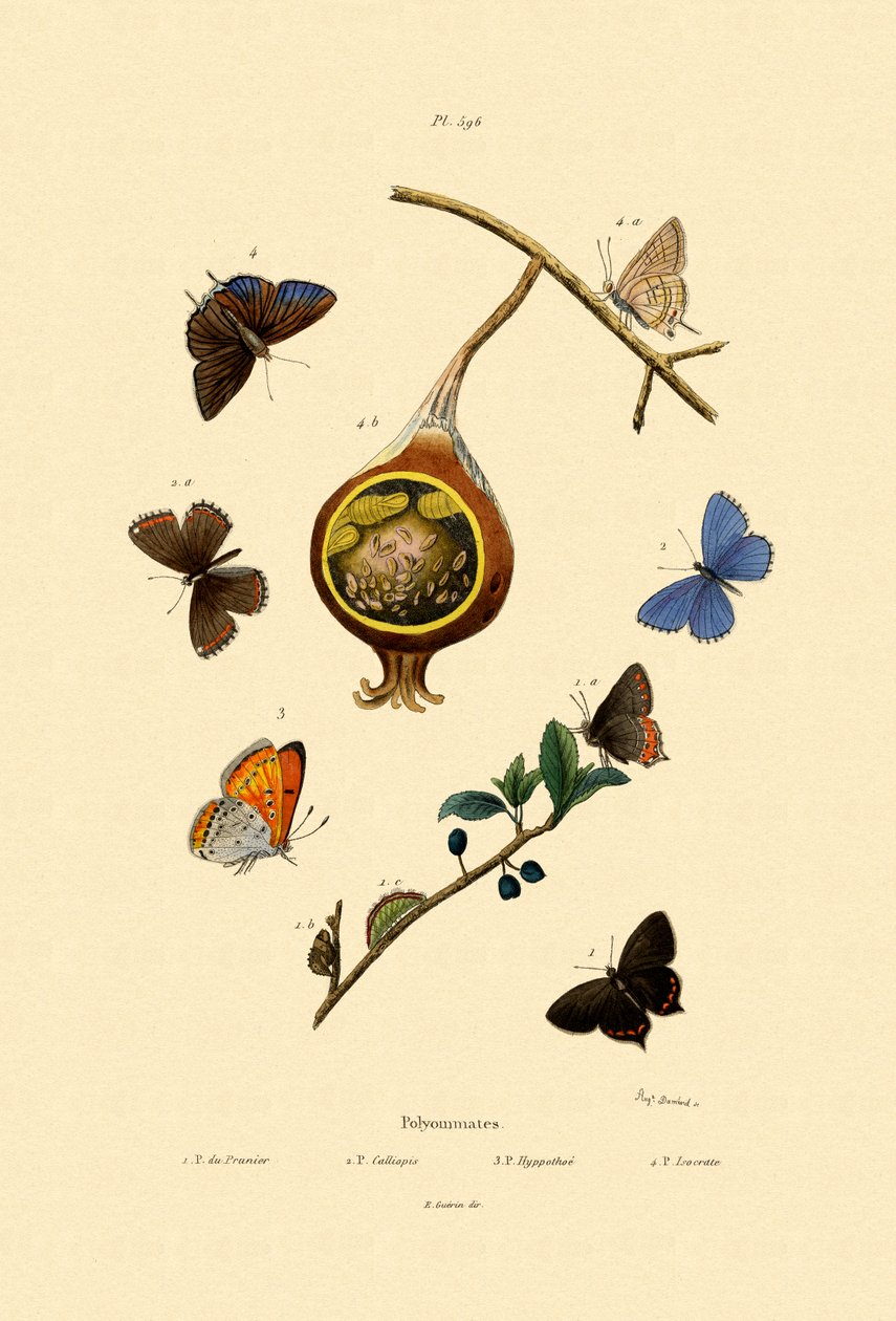Czarna fryzura, 1833-39 autorstwa French School
