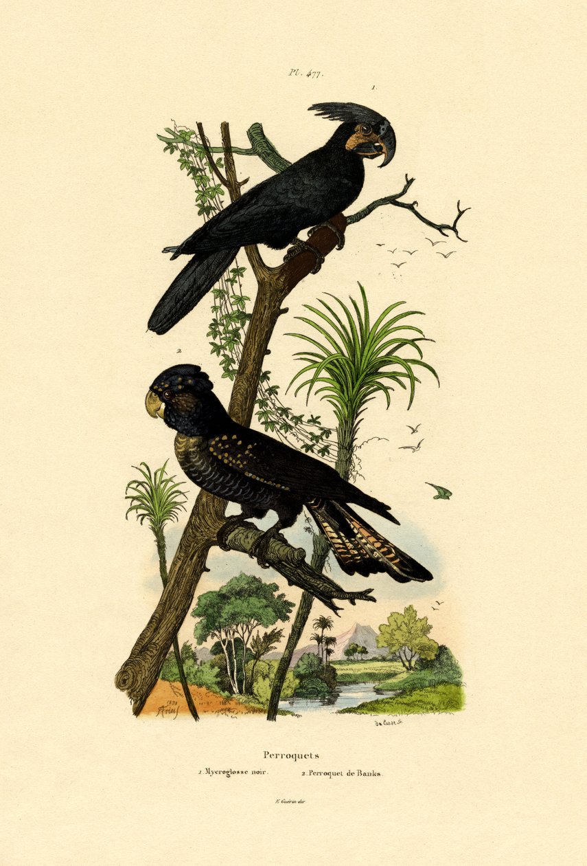 Kakadu czarna palma, 1833-39 autorstwa French School
