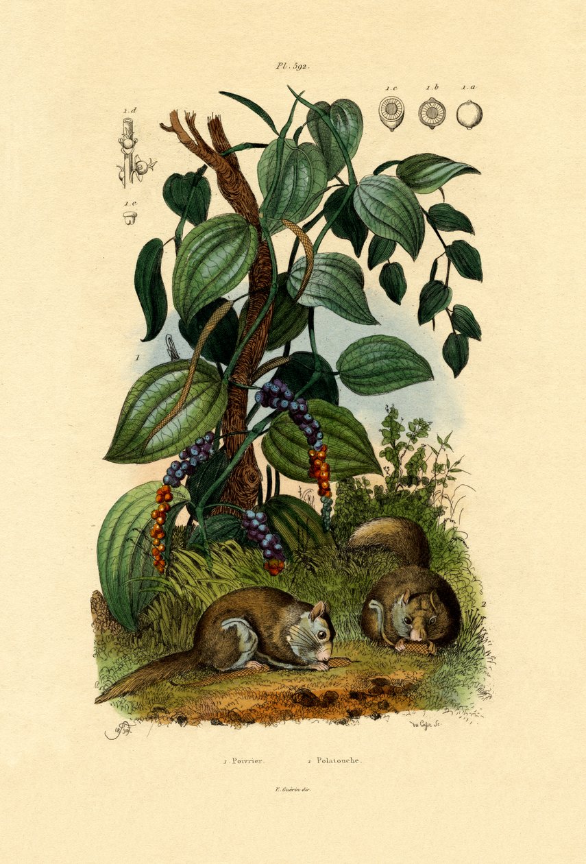 Czarny pieprz, 1833-39 autorstwa French School