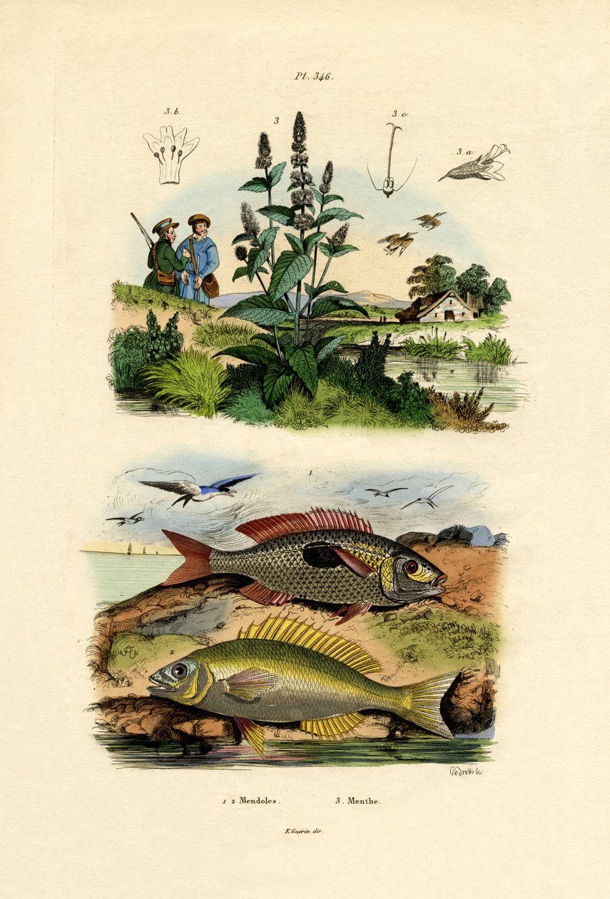 Pikarele plamiste, 1833-39 autorstwa French School