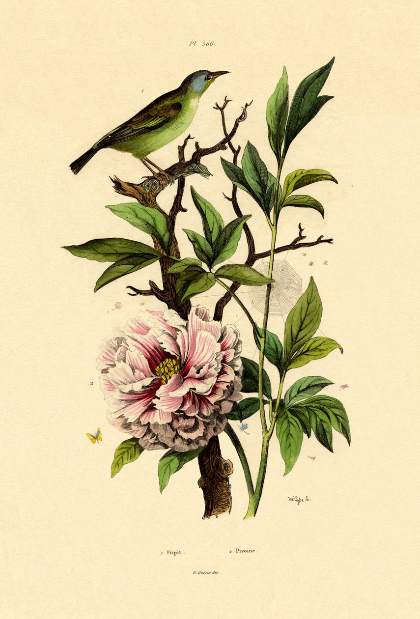 Niebieski Dacnis, 1833-39 autorstwa French School