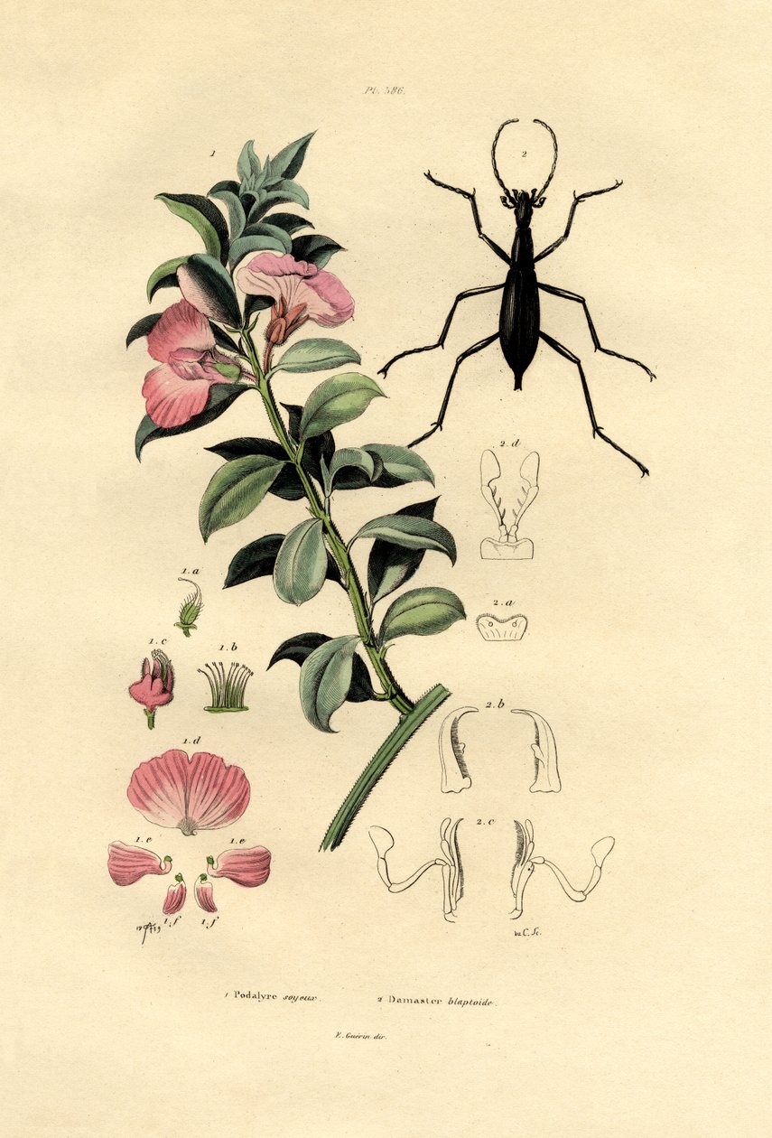 Niebieskie dzikie indygo, 1833-39 autorstwa French School