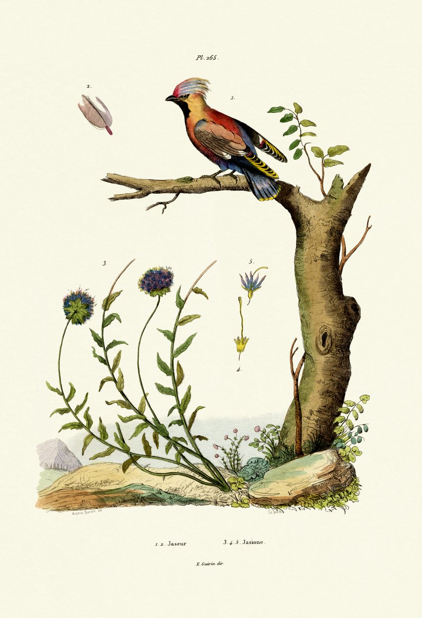 Jemiołuszka Czeska, 1833-39 autorstwa French School