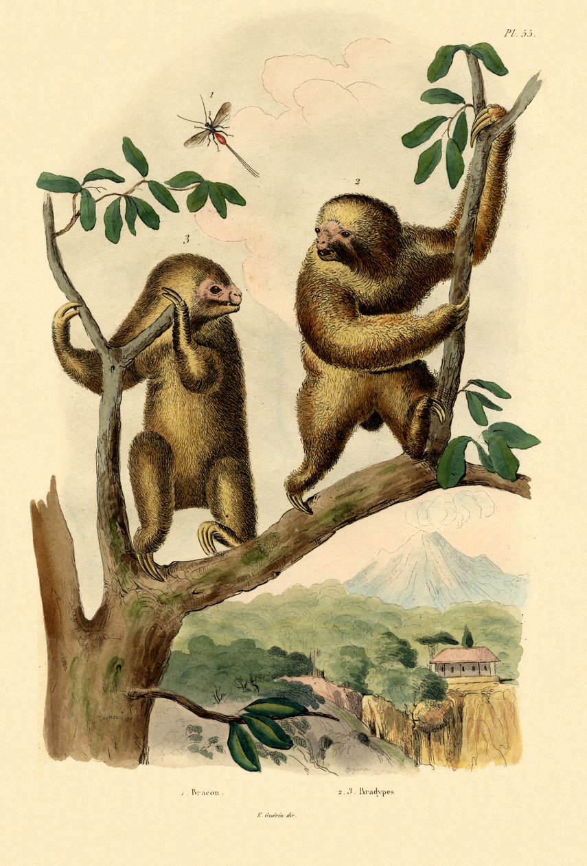Osa Braconid, 1833-39 autorstwa French School