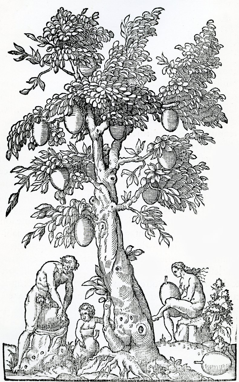 Zbiór chleba, ilustracja z Singularities of France Antarctique, Andre de Thevet, 1558 autorstwa French School