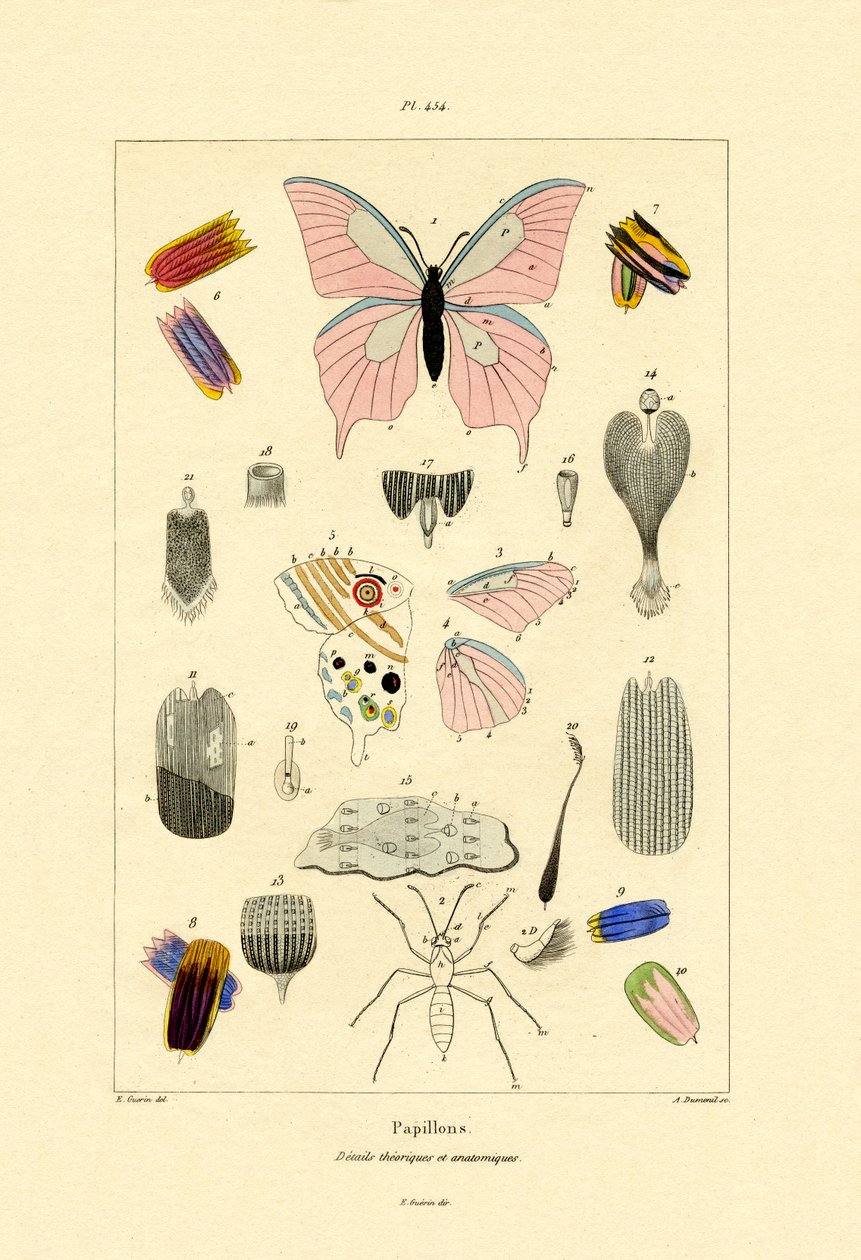 Motyle, 1833-39 autorstwa French School