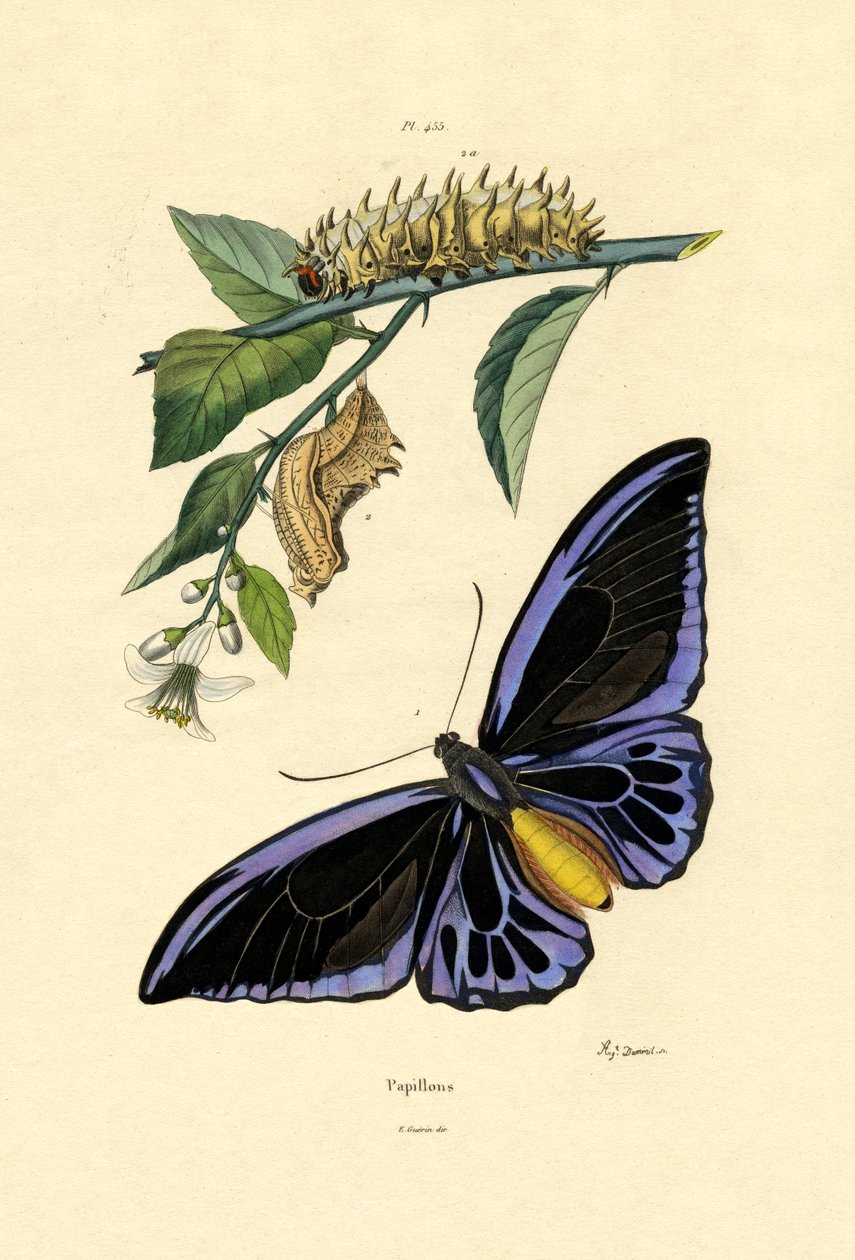 Motyle, 1833-39 autorstwa French School
