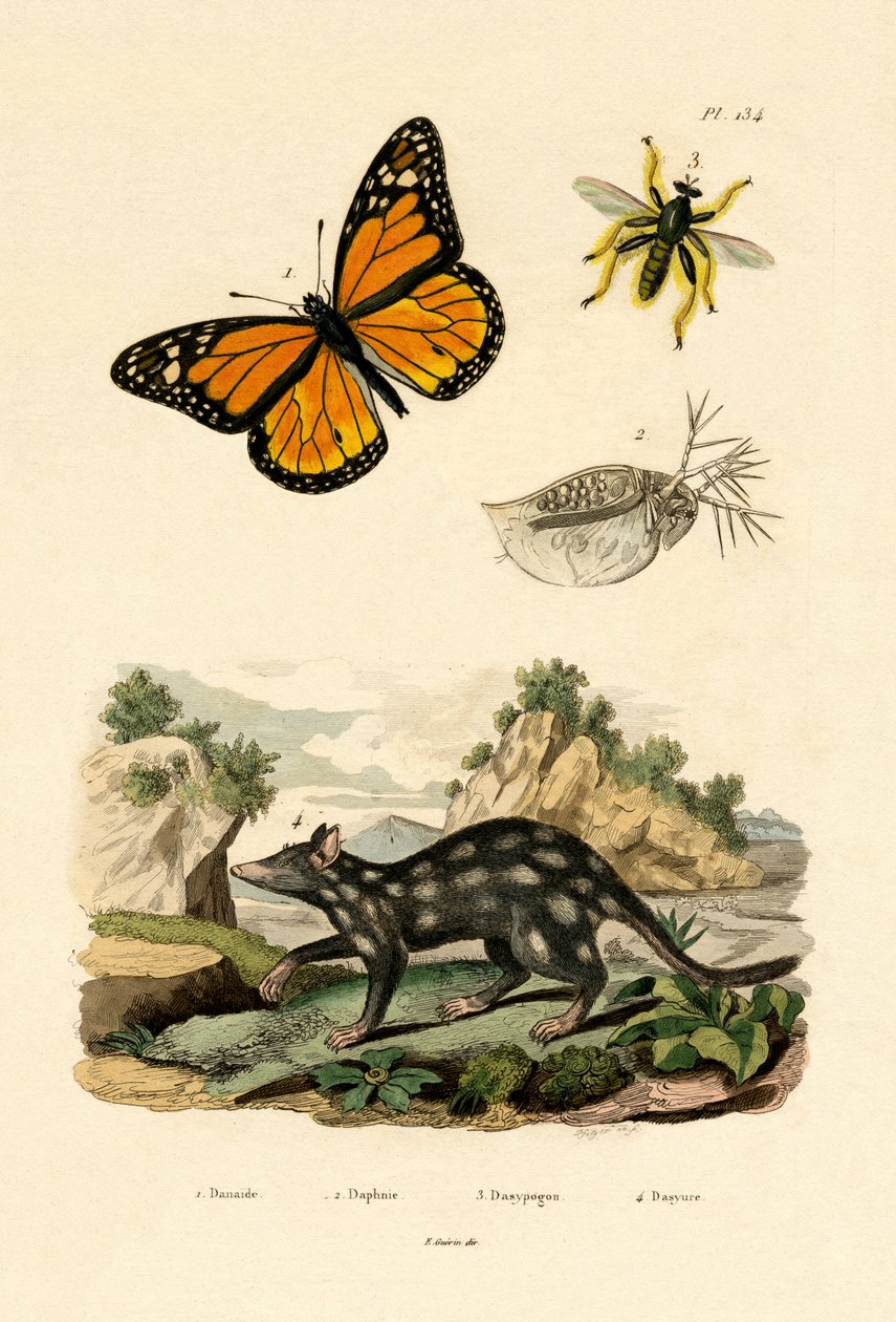 Motyl, 1833-39 autorstwa French School