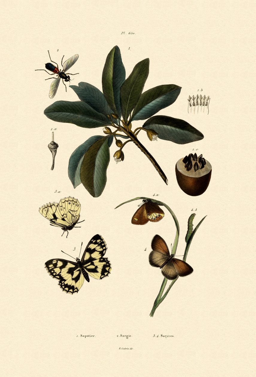 Motyl, 1833-39 autorstwa French School