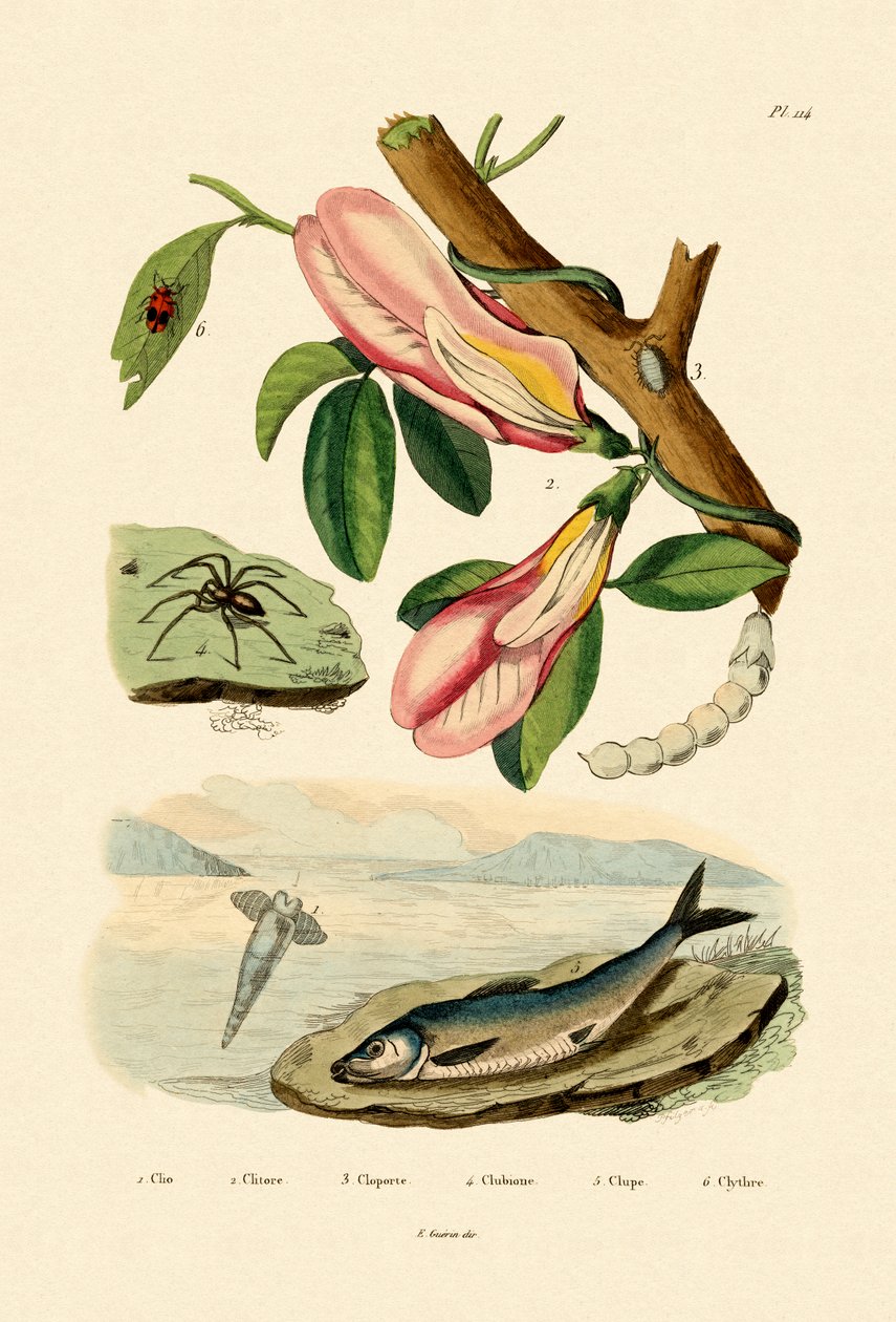 Groch motylkowy, 1833-39 autorstwa French School