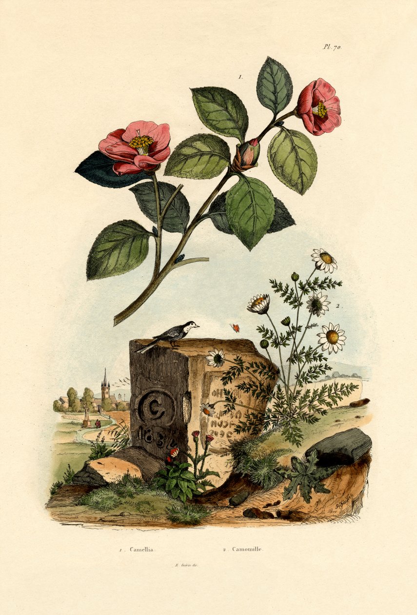 Kamelia, 1833-39 autorstwa French School