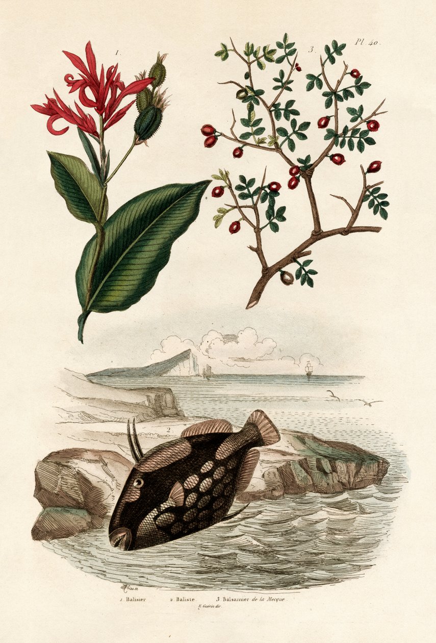 Kanna, 1833-39 autorstwa French School