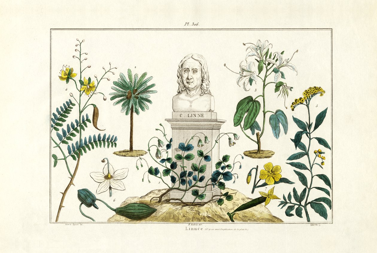 Carl von Linnée, 1833-39 autorstwa French School