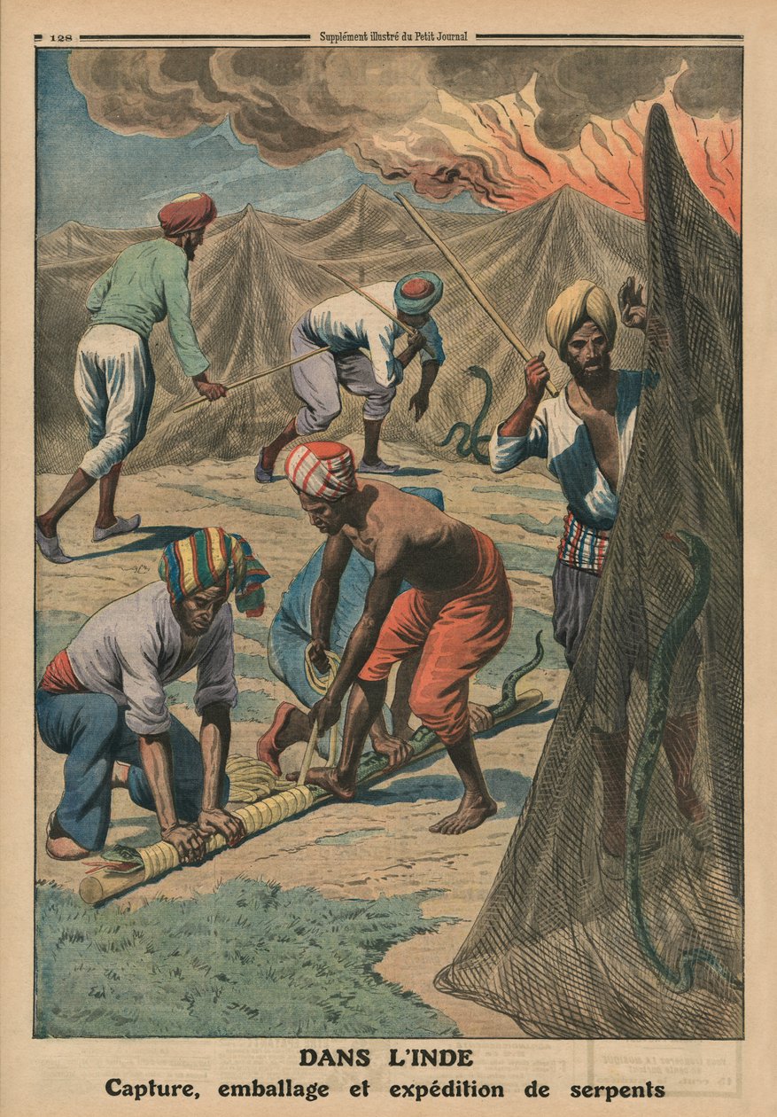 Łapanie, pakowanie i wysyłanie węży, Indie, ilustracja na tylnej okładce z „Le Petit Journal”, dodatek illustre, 20 kwietnia 1913 autorstwa French School