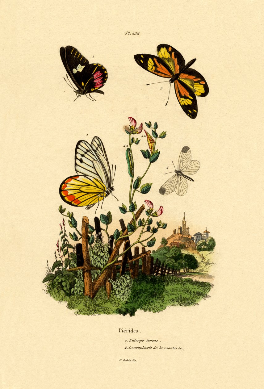 Bydło Serce Naśladujące-Białe, 1833-39 autorstwa French School