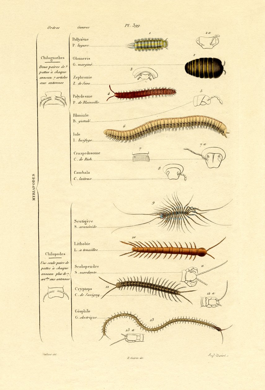 Stonoga, 1833-39 autorstwa French School