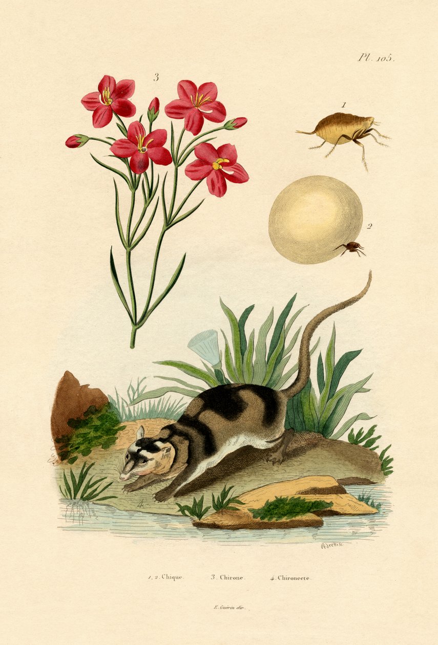 Chigger, 1833-39 autorstwa French School