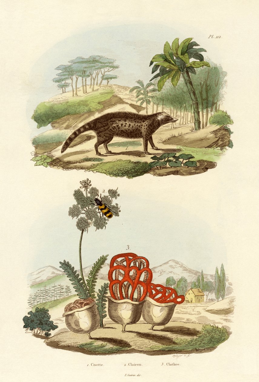 Cywet, 1833-39 autorstwa French School