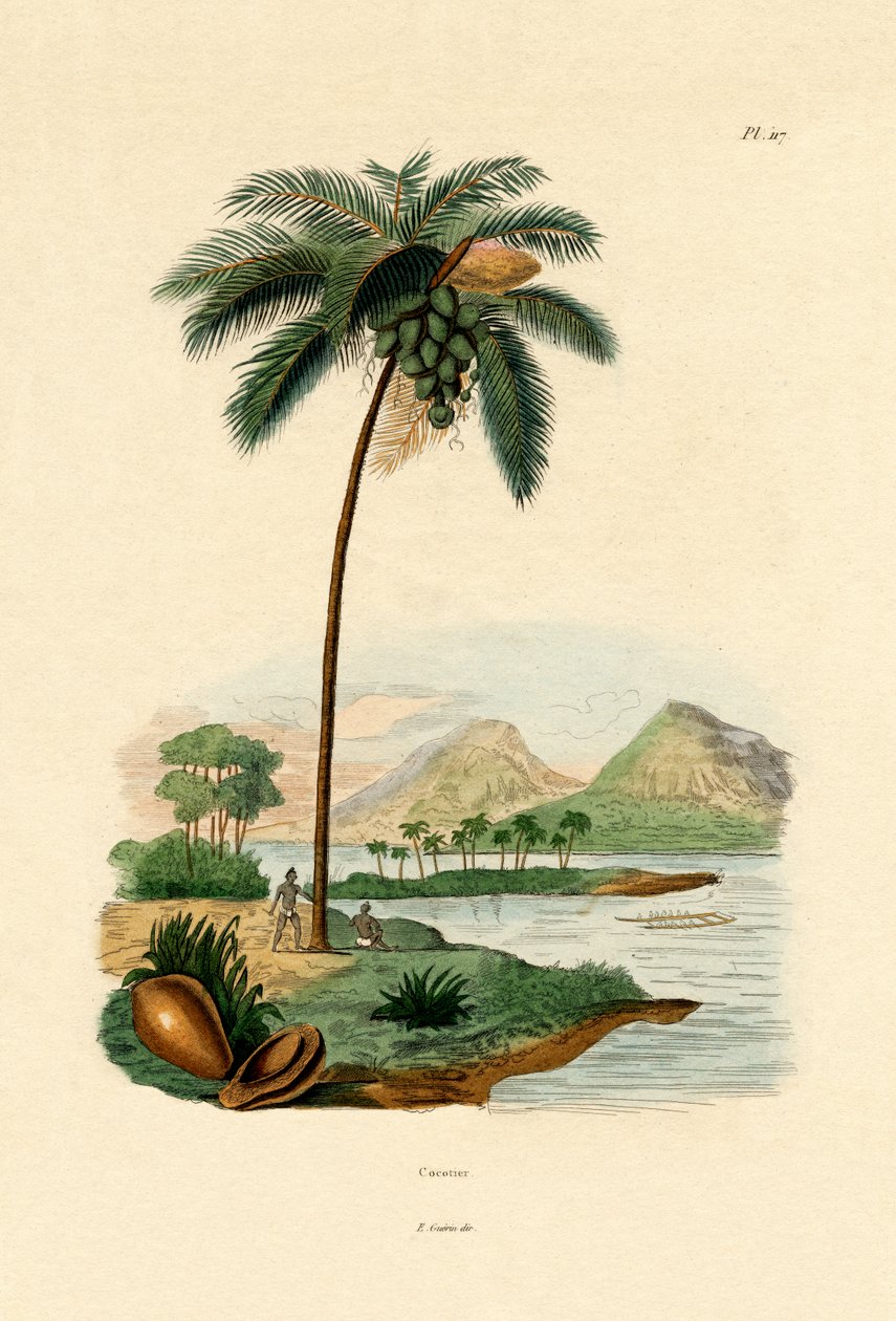 Palma kokosowa, 1833-39 autorstwa French School