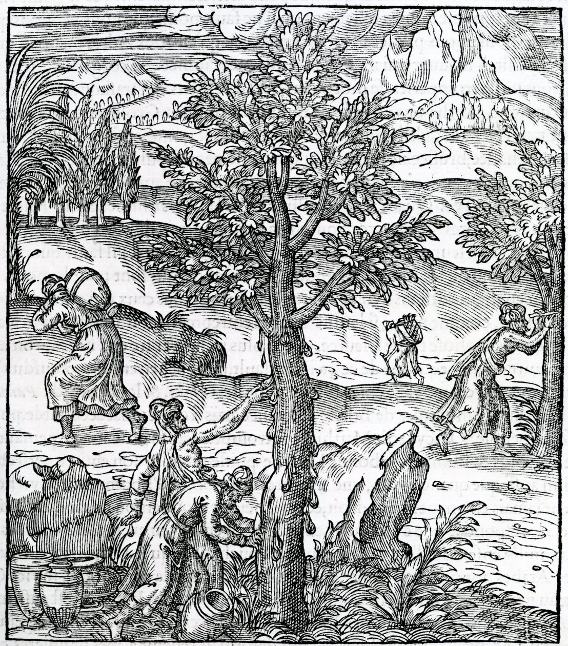 Zbieranie kadzideł z drzew sosnowych, ilustracja z Cosmographie Universelle, Andre de Thevet, 1575 autorstwa French School