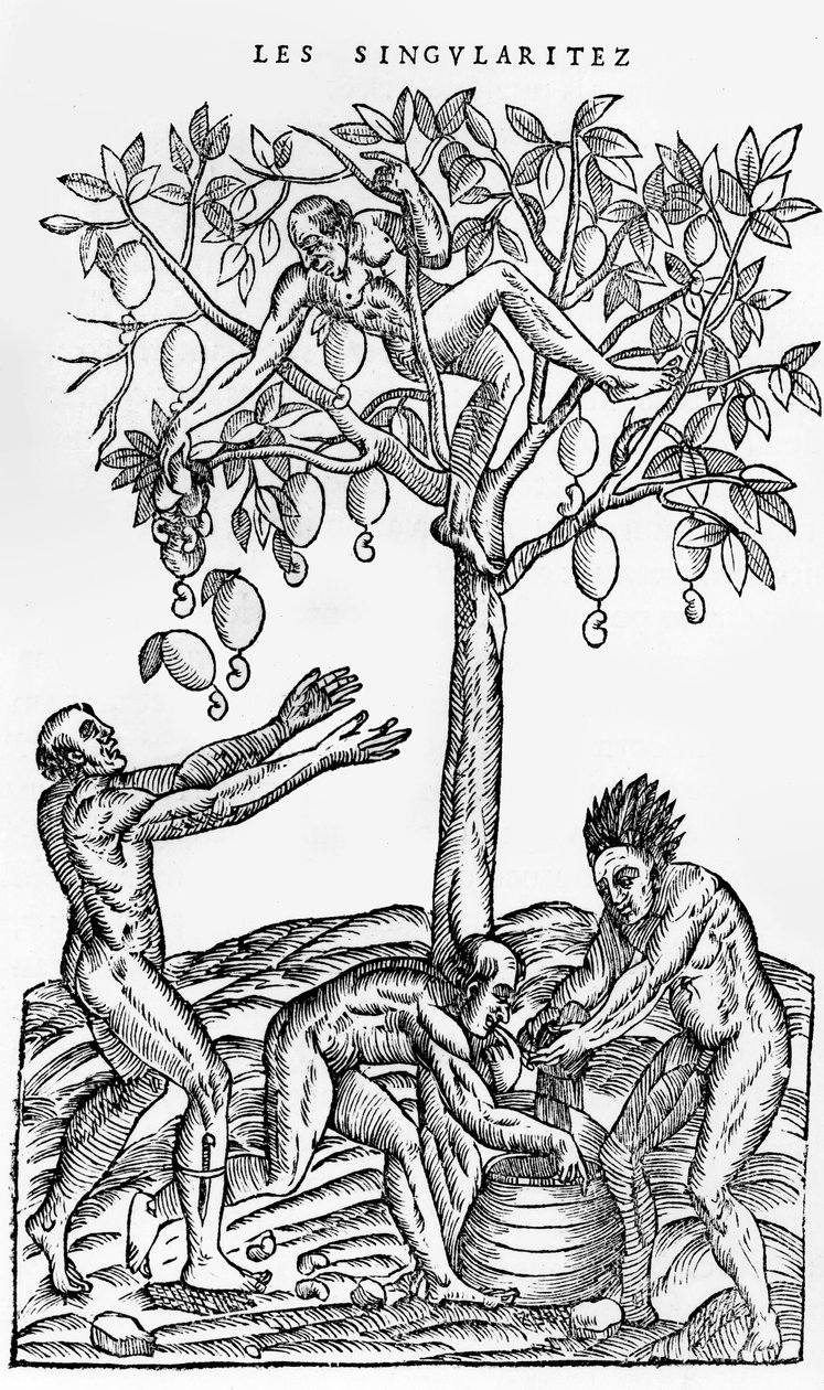 Zbieranie orzechów do produkcji wina, ilustracja z Singularities of France Antarctique, Andre de Thevet, 1558 autorstwa French School