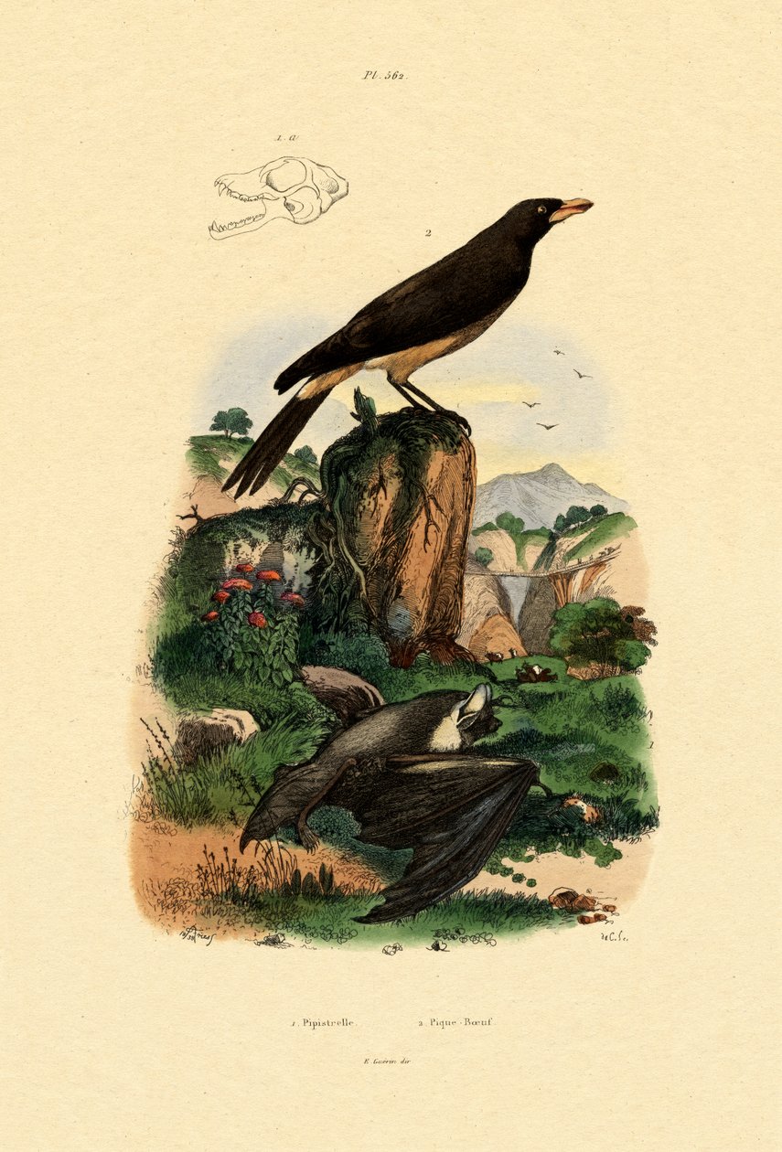 Karlik pospolity, 1833-39 autorstwa French School