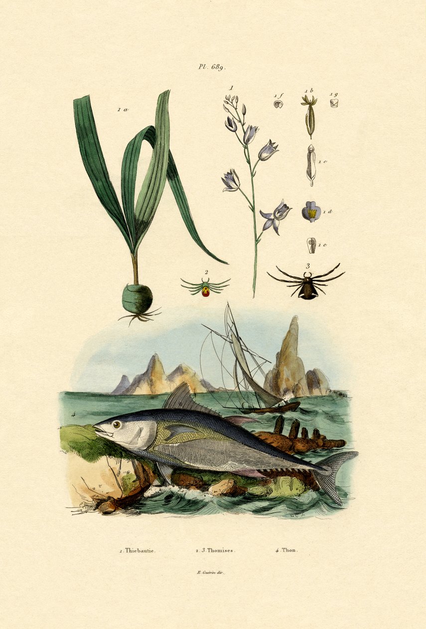 Krab Pająk, 1833-39 autorstwa French School