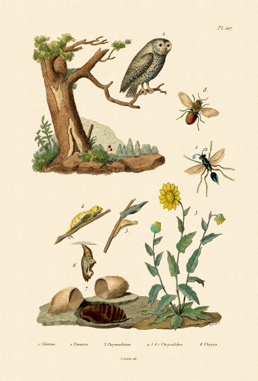 Łowca krykieta Osa, 1833-39 autorstwa French School