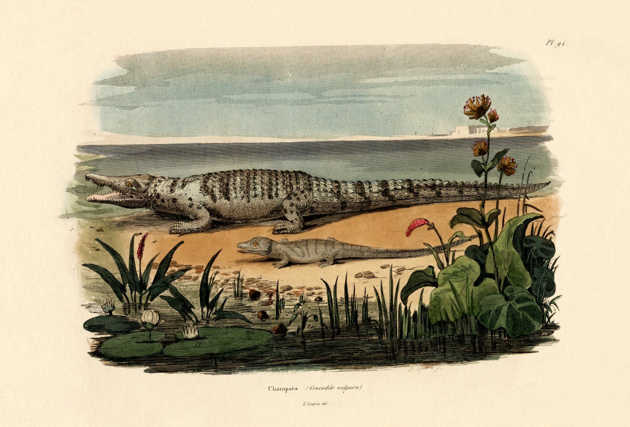 Krokodyle, 1833-39 autorstwa French School
