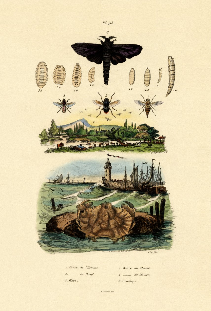 Mroczny Giant Horsefly, 1833-39 autorstwa French School