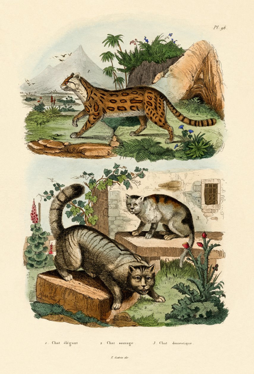 Kot domowy, 1833-39 autorstwa French School