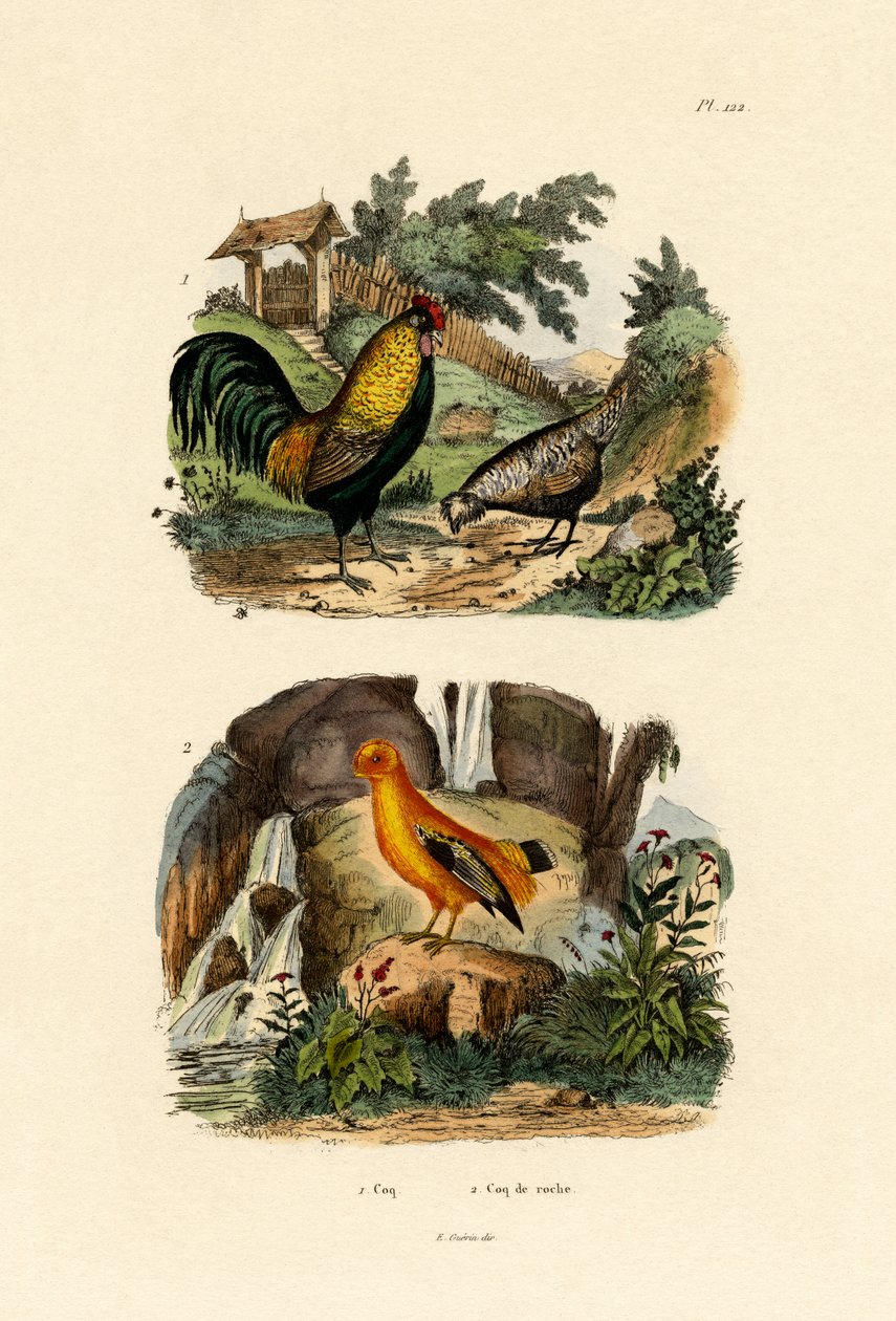 Kurczak domowy, 1833-39 autorstwa French School