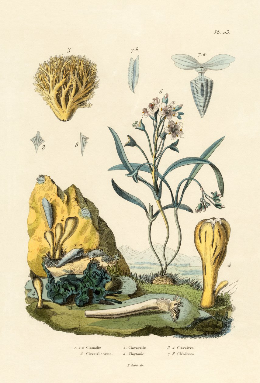 Ślimak drzwiowy, 1833-39 autorstwa French School