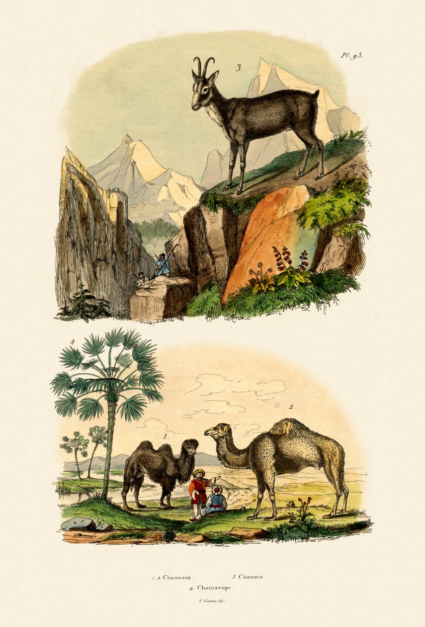 Dromader, 1833-39 autorstwa French School